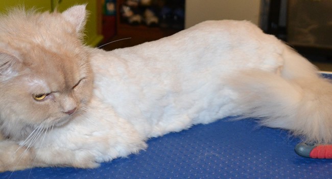 King – Persian breed, pampered by Kylies Cat Grooming Services