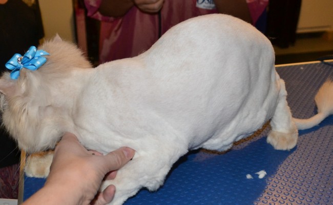 2nd round grooming  after shot, gone shorter: King – Persian breed, pampered by Kylies Cat Grooming Services
