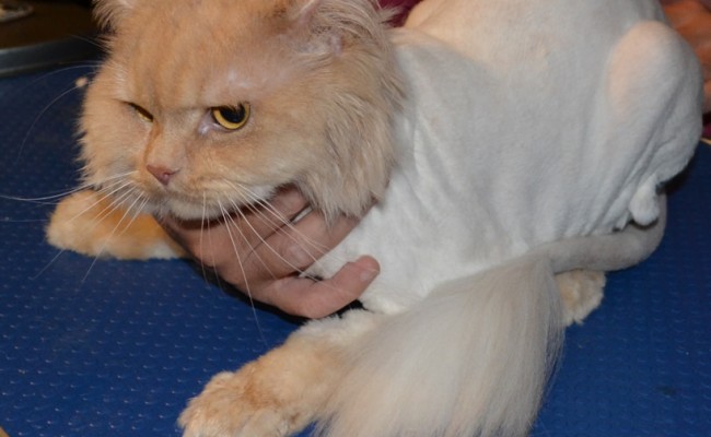 2nd round grooming  after shot, gone shorter: King – Persian breed, pampered by Kylies Cat Grooming Services