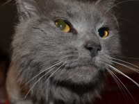 Kit is a Russian Blue pampered by Kylies Cat Grooming Services and also all size dogs