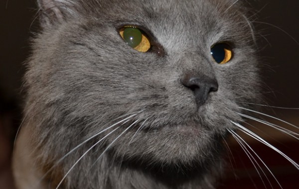 Kit is a Russian Blue pampered by Kylies Cat Grooming Services also all size dogs