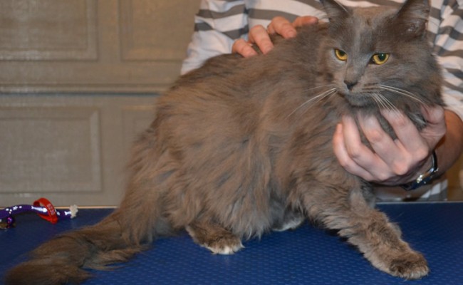 Kit is a Russian Blue pampered by Kylies Cat Grooming Services and also all size dogs
