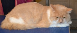 Meisha is a Persian X breed pampered by Kylies Cat Grooming Services and also all size dogs