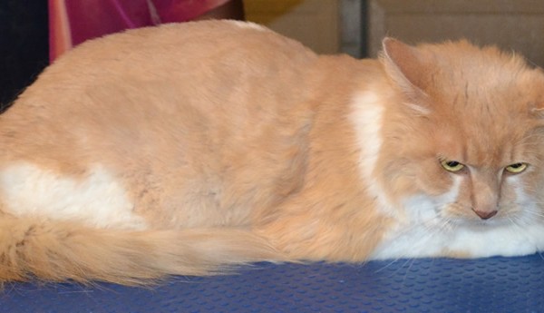 Meisha is a Persian X breed pampered by Kylies Cat Grooming Services also all size dogs