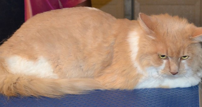 After – Meisha is a Persian X breed pampered by Kylies Cat Grooming Services and also all size dogs