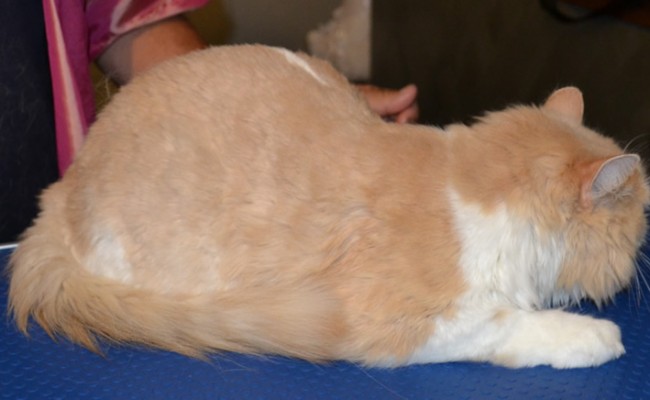 After – Meisha is a Persian X breed pampered by Kylies Cat Grooming Services and also all size dogs