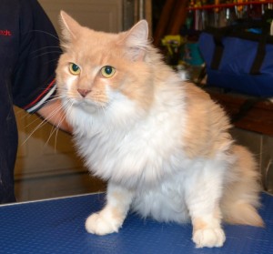 Meisha is a Persian X breed pampered by Kylies Cat Grooming Services and also all size dogs