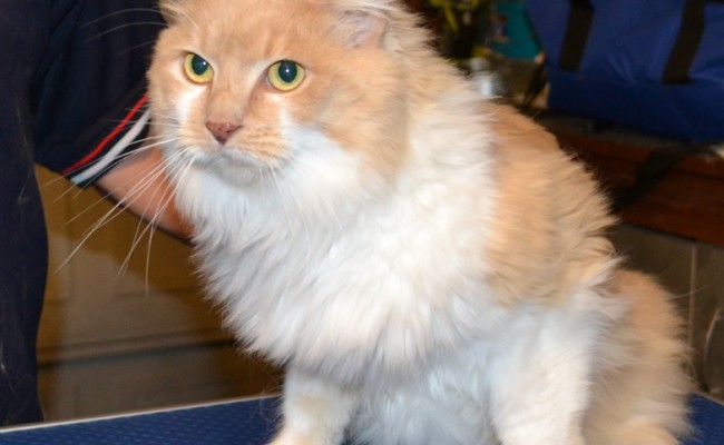 Before – Meisha is a Persian X breed pampered by Kylies Cat Grooming Services and also all size dogs