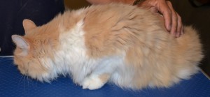 Meisha is a Persian X breed pampered by Kylies Cat Grooming Services and also all size dogs