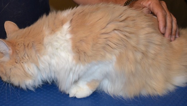 Before –  Meisha is a Persian X breed pampered by Kylies Cat Grooming Services and also all size dogs