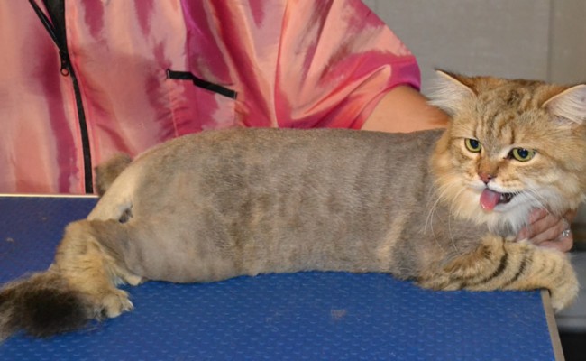 Minnie: The long haired moggy cat pampered by Kylies Cat Grooming Services Also All Size Dogs