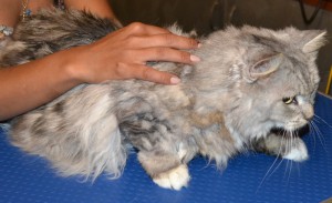 Before Photo -Missy - Chinchilla breed, pampered by Kylies Cat Grooming Services Also All Size Dogs