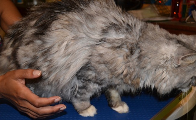Missy – Before Photo – Chinchilla breed, pampered by Kylies Cat Grooming Services