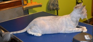 Missy - Chinchilla breed, pampered by Kylies Cat Grooming Services