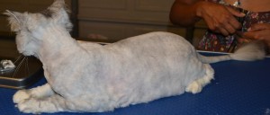 Missy - Chinchilla breed, pampered by Kylies Cat Grooming Services