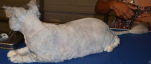 Missy - Chinchilla breed, pampered by Kylies Cat Grooming Services Also All Size Dogs