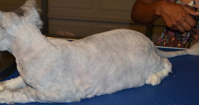 Missy – After Photo – Chinchilla breed, pampered by Kylies Cat Grooming Services