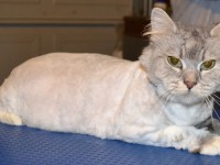 Missy - Chinchilla breed, pampered by Kylies Cat Grooming Services Also All Size Dogs