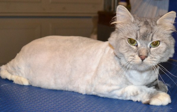 Missy – Chinchilla breed, pampered by Kylies Cat Grooming Services Also All Size Dogs