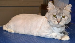 Missy - Chinchilla breed, pampered by Kylies Cat Grooming Services