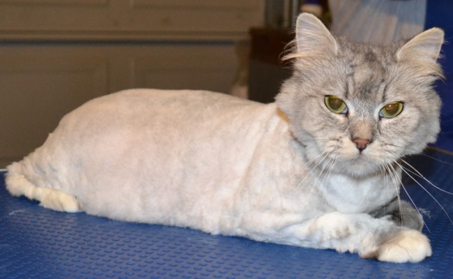 Missy – After Photo –  Chinchilla breed, pampered by Kylies Cat Grooming Services