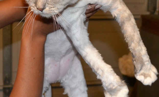 Missy – After Photo – Chinchilla breed, pampered by Kylies Cat Grooming Services