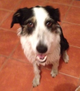 Lily is a border collie cross staghound pampered by Kylies Cat Grooming services and all dogs!