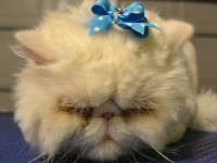 Mr Myagi is a Persian. Pampered by Kylies Cat Grooming Services Also All Dogs.