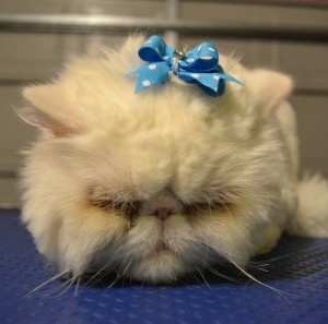 Mr Myagi is a Persian. Pampered by Kylies Cat Grooming Services Also All Dogs.