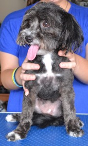 Riley is a Poodle, Shih Tzu Pomaranian and Jack Russell cross breed pampered by Kylies Cat Grooming Services also all size dogs