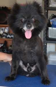 Romeo is a Black Pomeranian pampered by Kylies Cat Grooming Services also all size dogs.