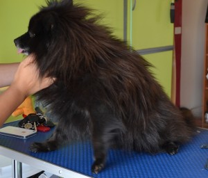 Romeo is a Black Pomeranian pampered by Kylies Cat Grooming Services also all size dogs.