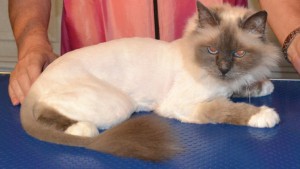 After - Sasha is a Birman Cat pampered by Kylies Cat Grooming Services and also all size dogs