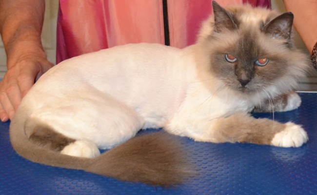 After – Sasha is a Birman Cat pampered by Kylies Cat Grooming Services and also all size dogs