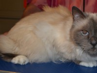 Before - Sasha is a Birman Cat pampered by Kylies Cat Grooming Services and also all size dogs
