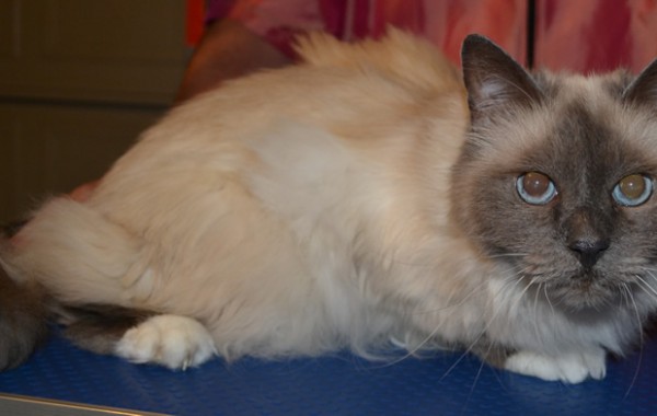 Sasha is a Birman breed cat pampered by Kylies Cat Grooming Services and also all size dogs