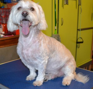 Snowy is a Maltese Terrier Cross breed pampered by Kylies Cat Grooming Services