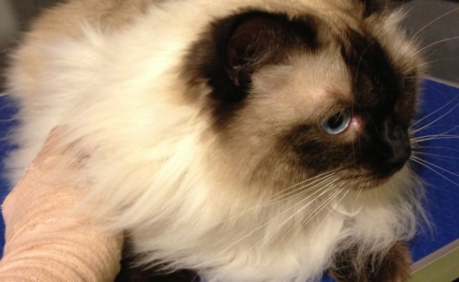 Soxy is a Ragdoll. Pampered by Kylies Cat Grooming Services Also All Dogs.