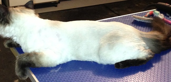 Soxy is a Ragdoll. Pampered by Kylies Cat Grooming Services Also All Dogs.