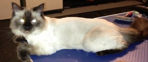 Soxy is a Ragdoll. Pampered by Kylies Cat Grooming Services Also All Dogs.