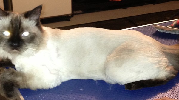 Soxy is a Ragdoll. Pampered by Kylies Cat Grooming Services Also All Dogs.