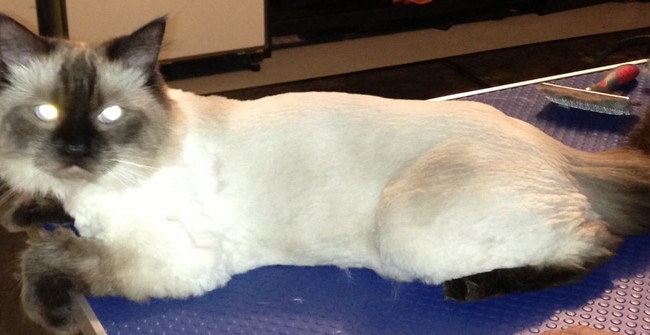 Soxy is a Ragdoll. Pampered by Kylies Cat Grooming Services Also All Dogs.