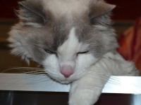 Sykes is a ragdoll breed pampered by Kylies Cat Grooming Services and also all size dogs