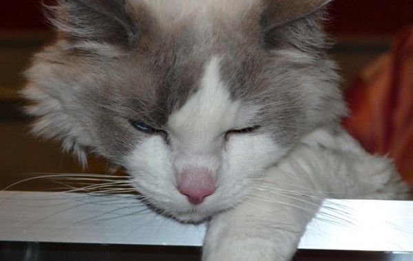 Sykes is a ragdoll breed pampered by Kylies Cat Grooming Services and also all size dogs