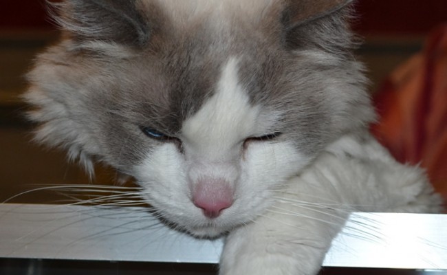 After:  Sykes is a ragdoll breed pampered by Kylies Cat Grooming Services and also all size dogs