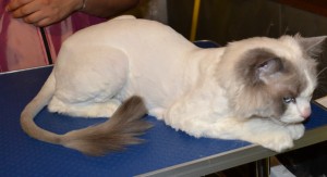 Sykes is a ragdoll breed pampered by Kylies Cat Grooming Services and also all size dogs