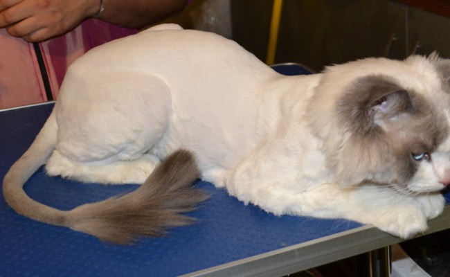 After: Sykes is a ragdoll breed pampered by Kylies Cat Grooming Services and also all size dogs