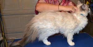 Sykes is a ragdoll breed pampered by Kylies Cat Grooming Services and also all size dogs