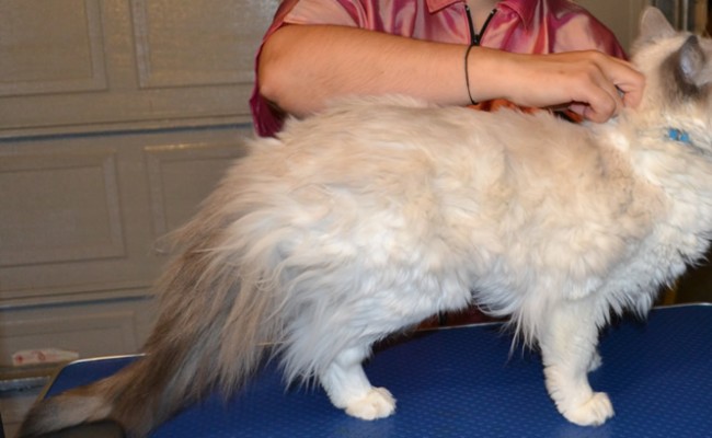 Before: Sykes is a ragdoll breed pampered by Kylies Cat Grooming Services and also all size dogs