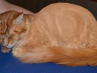 After - Thor is a MaineCoon breed pampered by Kylies Cat Grooming Services all size dogs